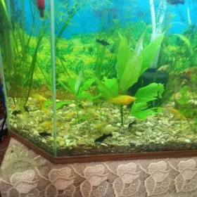 Аквариум
