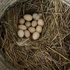 gigant yumurtga 3manat