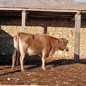 GOLELI SHWES SYGYR SUYTLI