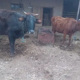 Ýetik bogaz sygyrlar