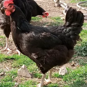 гигант йумыртга