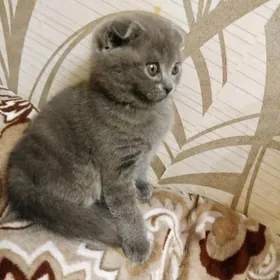 Мальчик вислоухий