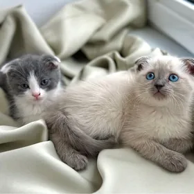 Premium Şotlanski pişikler󠁧󠁢󠁳󠁣󠁴󠁿