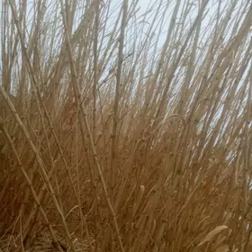 бабуг гамыш