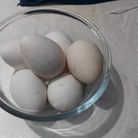 induk yumurtga owgan paroda