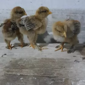 Brama, Jersi Jüýje