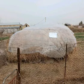 Satlyk Yorunja ( ot)