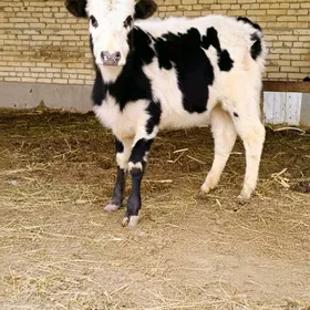 gibrit paroda unajyn