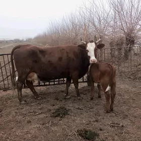 Arginal krasny stipnoy.