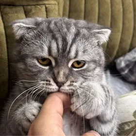 кошка  вислоухий