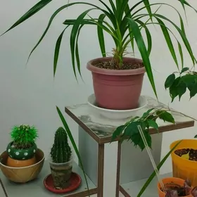 цветы домашние