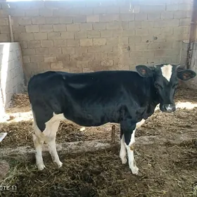 туве ала сыгырдан