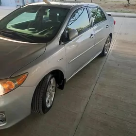 karolla aynan ryzni  gara