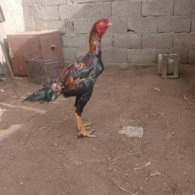 tashkent paroda horoz