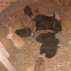 товшон бар герек жанлашайсын