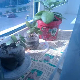 Цветы (копейки)