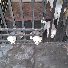 Лабрадор маленький