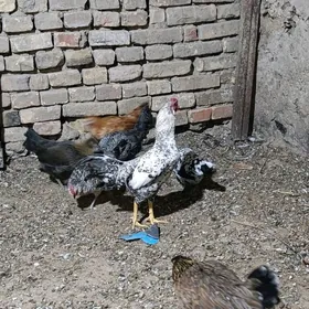 Ташкент карлик