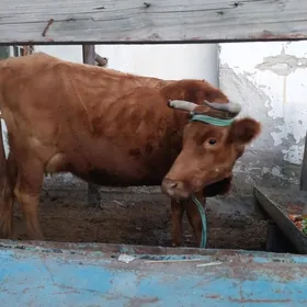 годели сыгыр