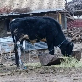 cornyy pyostra okuzce