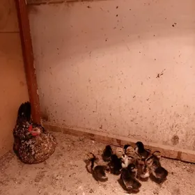 Karlik   карлик juýje