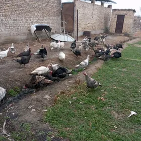 самиз матка индуклар