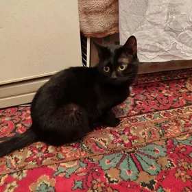 гара пишик (черный кот)