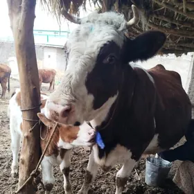 Smental Goleli sygyr