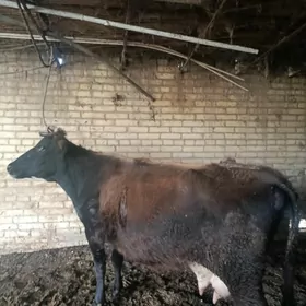 голели сыгыр