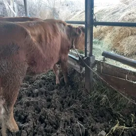 сыгр ве окуз