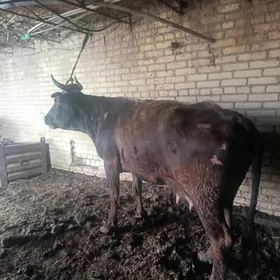 шивет голели сыгыр