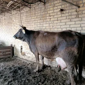 шивет голели сыгыр