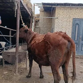 бурлат голели сыгыр