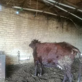 баклык сыгыр