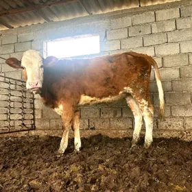 GÖKALA WE SIMENTAL TÜWELER