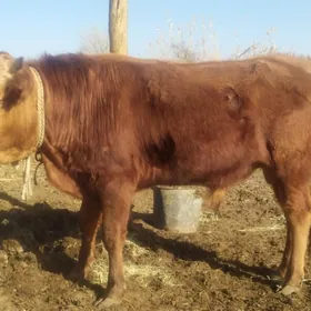 okuz bakywermely arrasza gowy