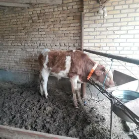 окуз бакодон окуз