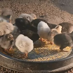 Тазе чыкан товук жуйже