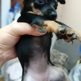 Пражские крисярики