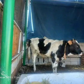 GIBRID GARAALA ÖKÜZ