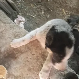 чопан гужук