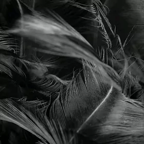 Чистые перья(arassa ten)