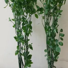 öý, otag, ofis gülleri