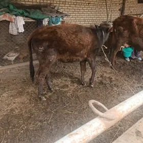 Яш гунажын лар