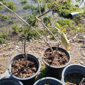 Лох серебристый