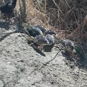 induk juje 15gun bolly