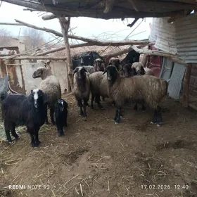 гойунлар гысыр