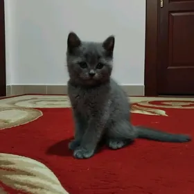 Шотландский мальчик