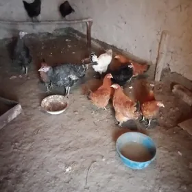 9sany yas towuk 2 makyan unduk