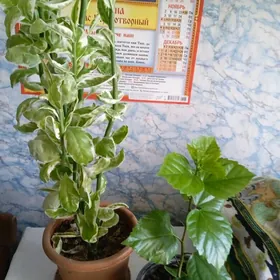 . березка и роза